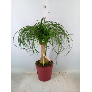 Beaucarnea recurvata