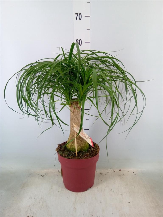 <h4>Beaucarnea recurvata</h4>