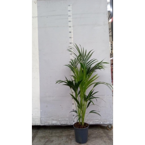 Howea forsteriana