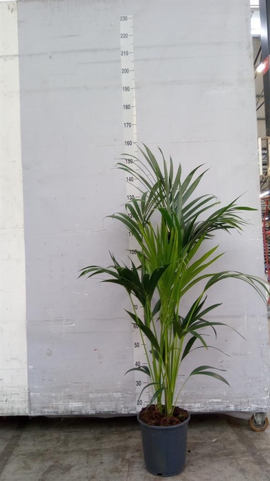 <h4>Howea forsteriana</h4>