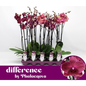 Burgundy 2-tak 60cm (GROEN)