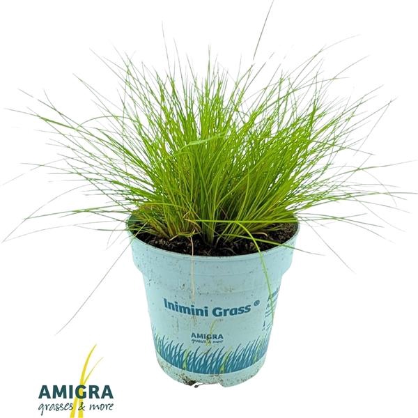 <h4>Deschampsia flexuosa Amilime</h4>
