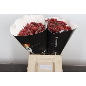 Banksia Wx Classic Pink