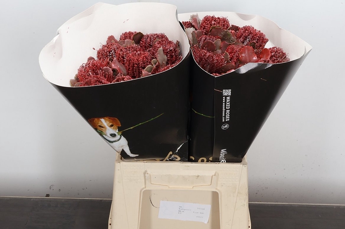 <h4>Banksia Wx Classic Pink</h4>