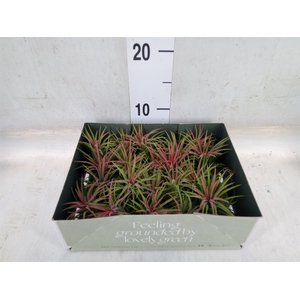 Tillandsia