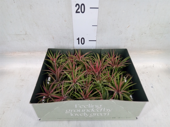 <h4>Tillandsia</h4>