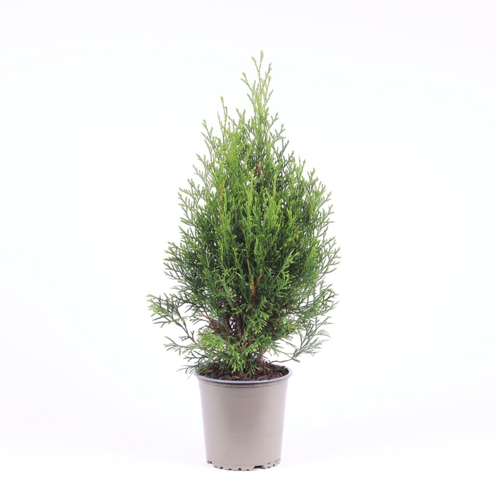 <h4>Thuja Smaragd</h4>