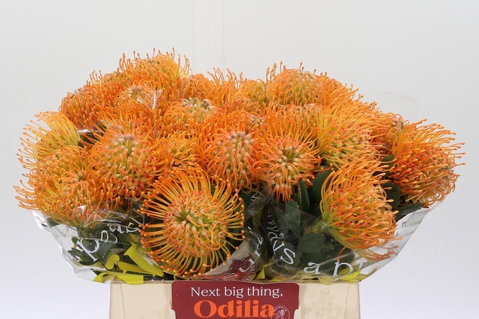 <h4>Nutans Soleil</h4>