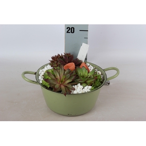 ARR SEMPERVIVUM