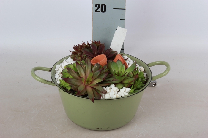 <h4>ARR SEMPERVIVUM</h4>