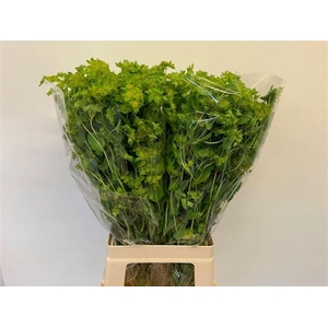 BUPLEURUM ROTUNDIFOL