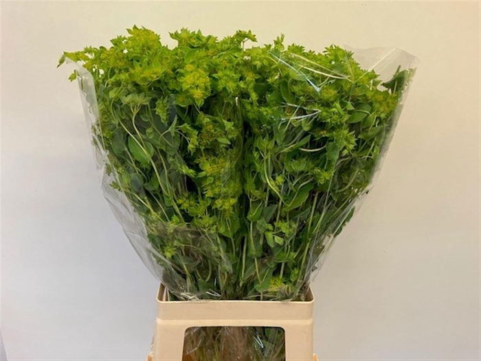 <h4>BUPLEURUM ROTUNDIFOL</h4>