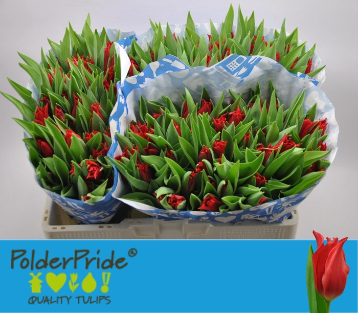 <h4>TU LI PRETTY WOMAN</h4>