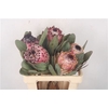 Protea Barbigera
