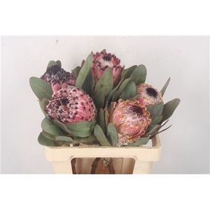 Protea Barbigera
