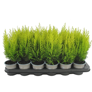 Chamaecyparis lawsoniana 'Erecta Aurea' P9