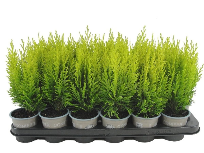 <h4>Chamaecyparis lawsoniana 'Erecta Aurea' P9</h4>