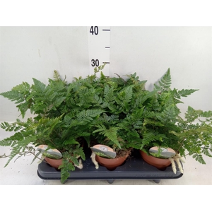 Humata griffithiana var. tyermannii