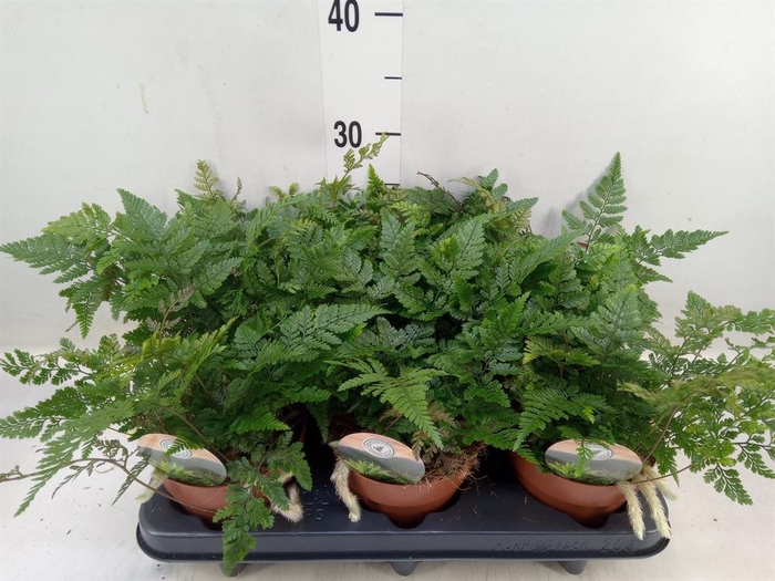 <h4>Humata griffithiana var. tyermannii</h4>