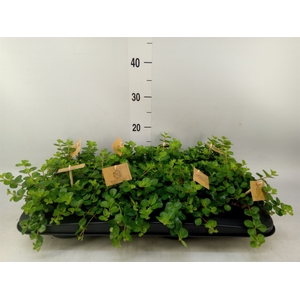 Peperomia rotundifolia