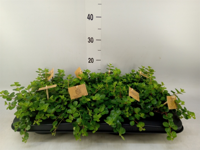 <h4>Peperomia rotundifolia</h4>