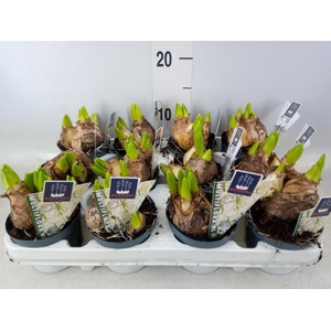 Hyacinthus orie. 'Multifl' ..