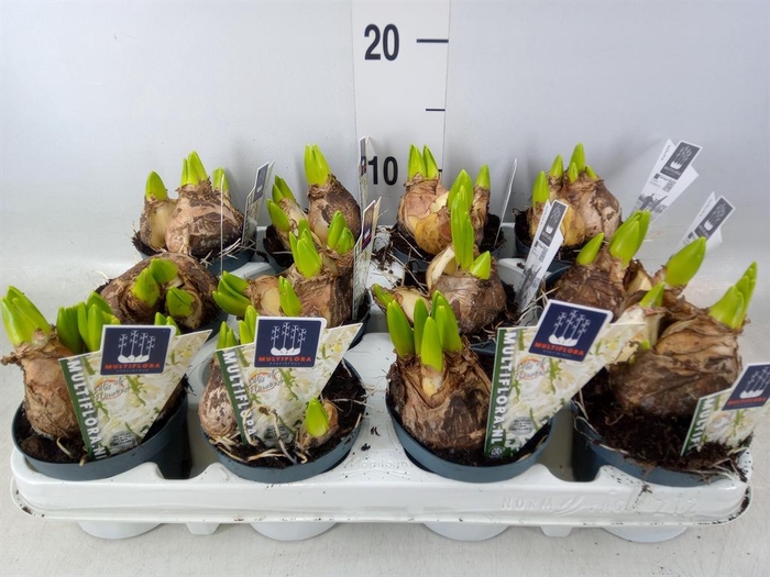 <h4>Hyacinthus orie. 'Multifl' ..</h4>