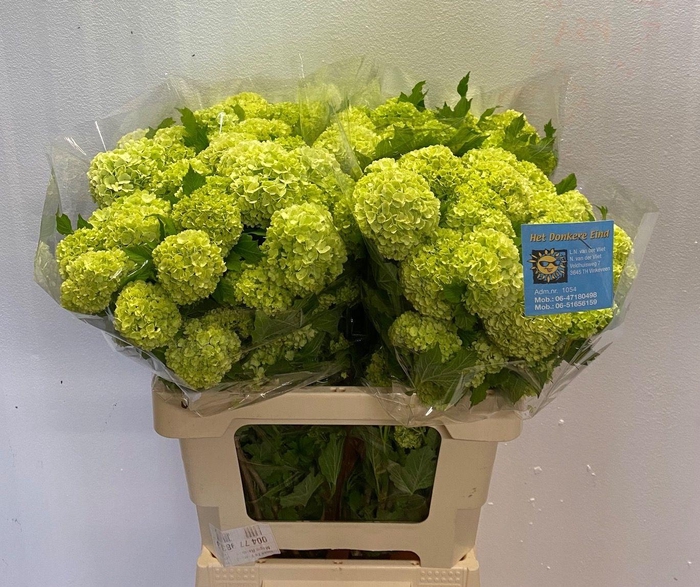 <h4>VIBURNUM ROSEUM ST</h4>