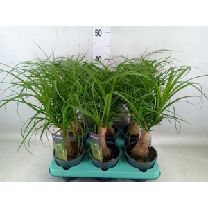 Beaucarnea recurvata