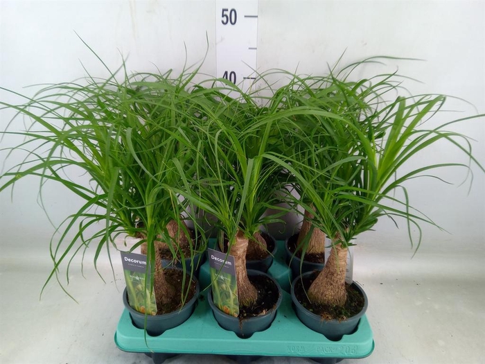 <h4>Beaucarnea recurvata</h4>