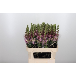 Antirrhinum M Laven