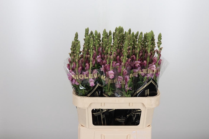 <h4>Antirrhinum M Laven</h4>