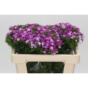 Dianthus Br Amazon Rose Magic