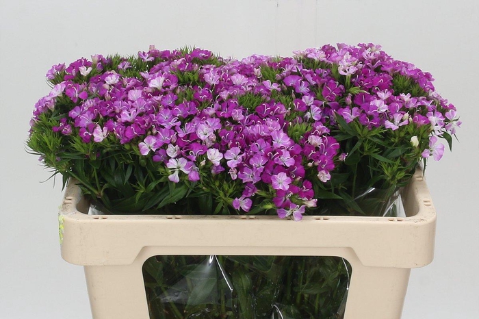 <h4>Dianthus Br Amazon Rose Magic</h4>