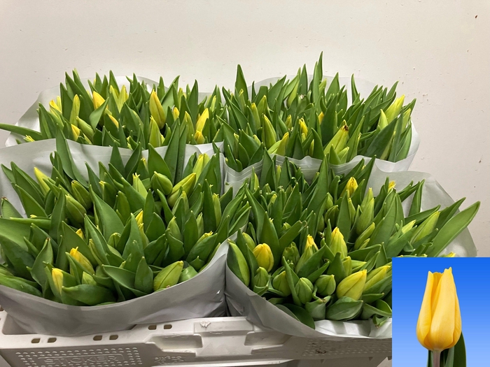 <h4>TU EN STRONG GOLD</h4>