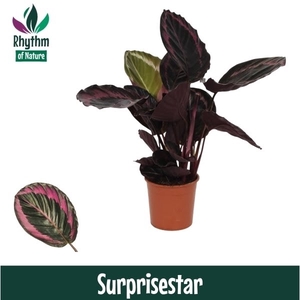 Calathea 14cm Surprisestar Rhythm of Nature