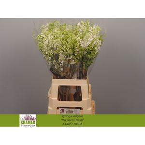 SYR V ENGLER WEISS T