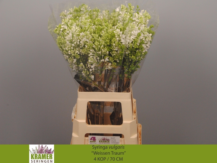 <h4>SYR V ENGLER WEISS T</h4>