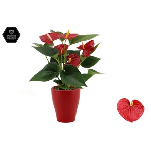 Anthurium 9 cm Diamond Red in Carly ceramics
