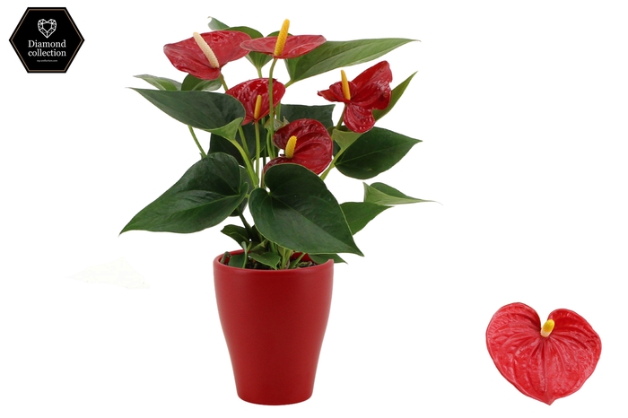 <h4>Anthurium 9 cm Diamond Red in Carly ceramics</h4>