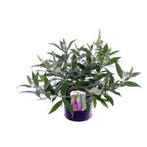 Buddleja Butterfly Candy Little White