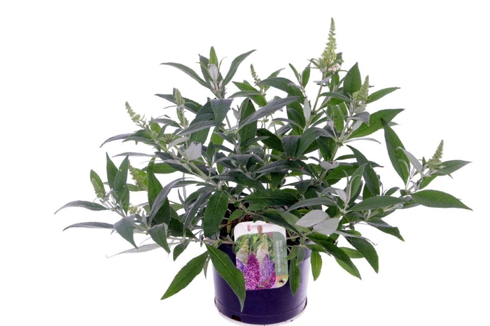 <h4>Buddleja Butterfly Candy Little White</h4>