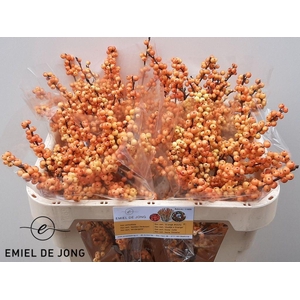 Ilex julia