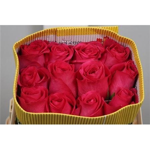 Rosa GR 'Pink Floyd'