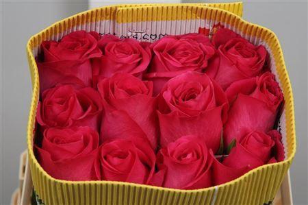 <h4>Rosa GR 'Pink Floyd'</h4>