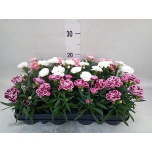 Dianthus   ...mix