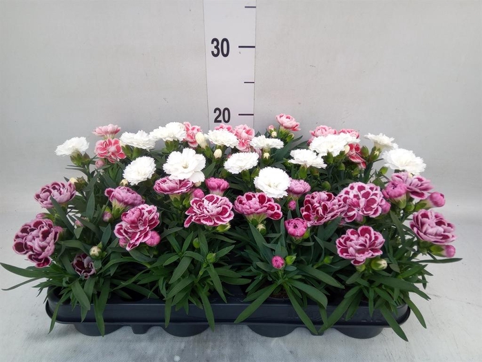 <h4>Dianthus   ...mix</h4>