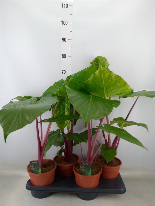 <h4>Alocasia   ...</h4>