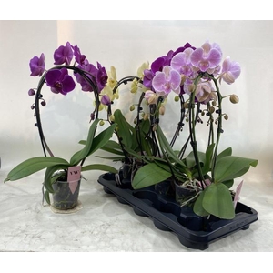 PHAL GEM