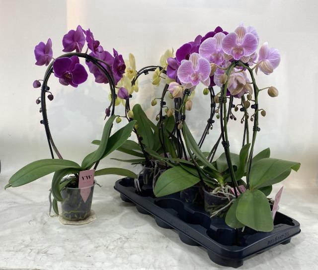 PHAL GEM